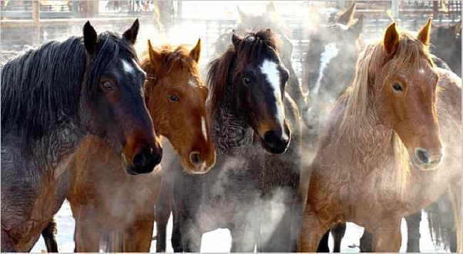 ../images/ar-lawsuit-horses