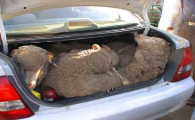 sheep in trunk