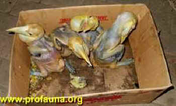 ../images/ar-profauna-confiscate-01