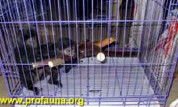 ../images/ar-profauna-confiscate-02