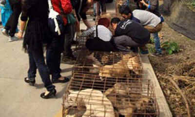 dog meat trade