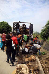 dog meat trade