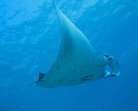 ../images/ar-tdiv-ray