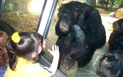 captive chimp