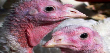 turkeys