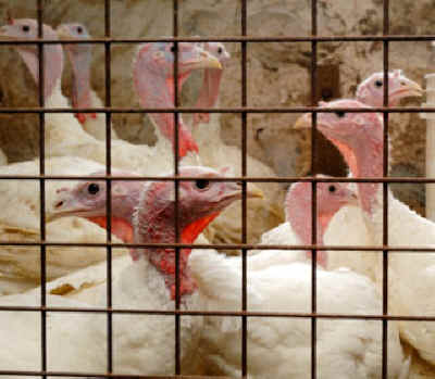 caged turkeys