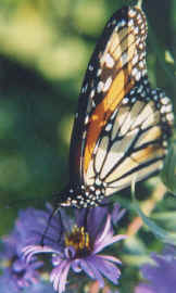 cc-monarch2.jpg (7807 bytes)