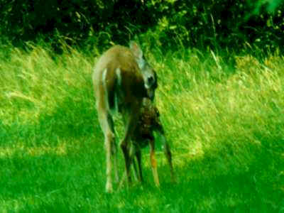 debdee3.jpg (17874 bytes)