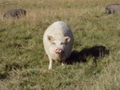 pig-jeff5.jpg (8227 bytes)