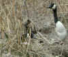 Canada Geese: Early Spring Nesting at Sleepy Hollow Lake