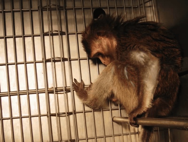 caged lab Monkey