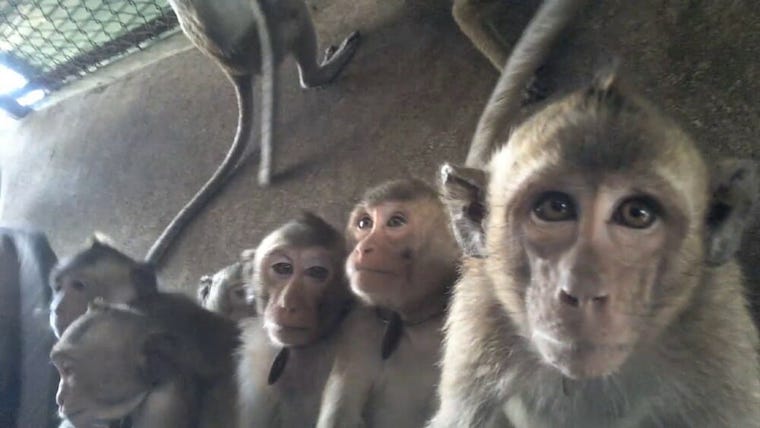 Macaque Monkeys
