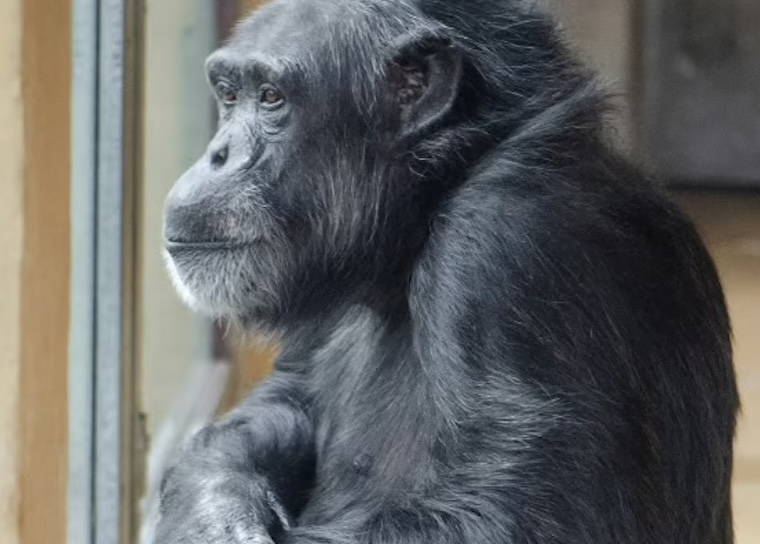 captive Chimp