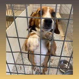 caged Beagle