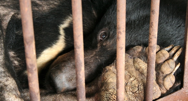 bear bile slave