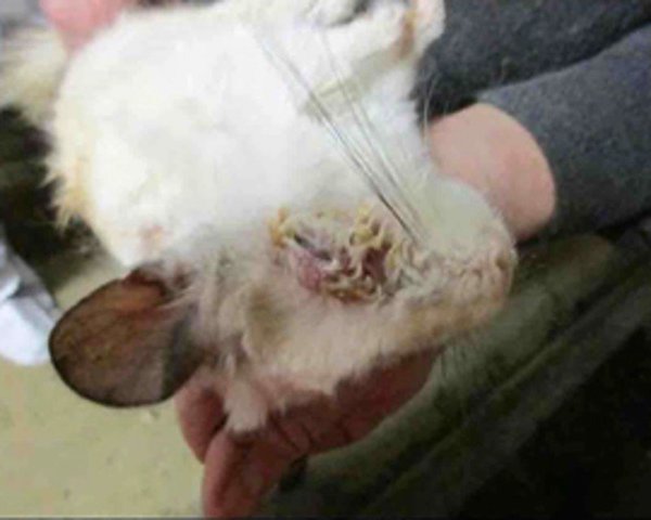 injured Chinchilla