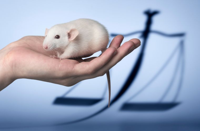 image of mouse in hand and shadow of scales