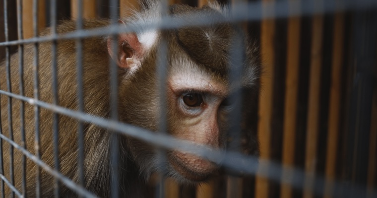 caged primate