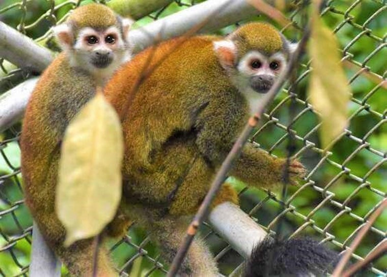 Squirrel Monkeys