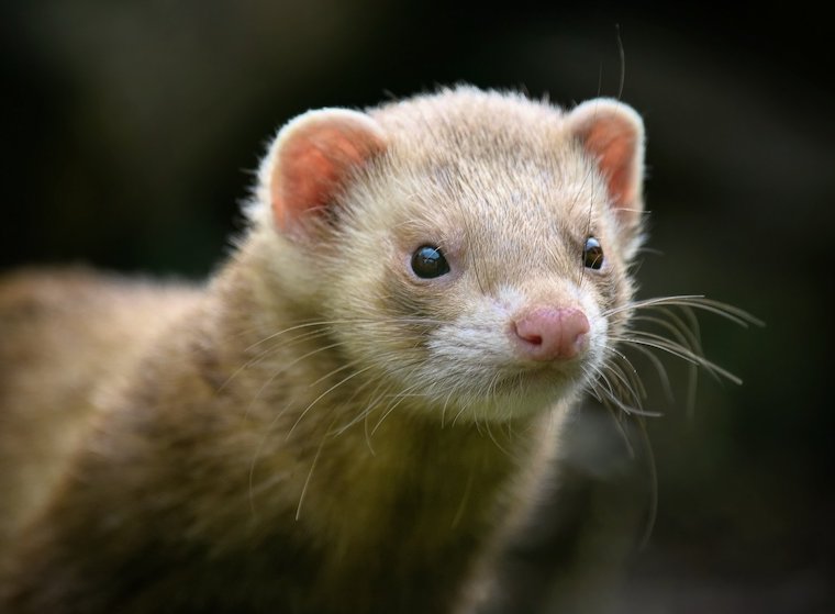 ferret face