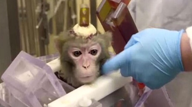 Monkey brain experiments