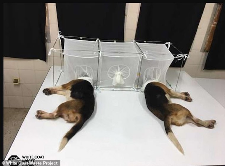 tortured Beagles