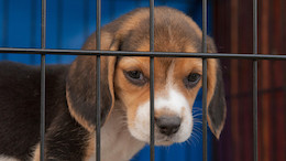caged Beagle