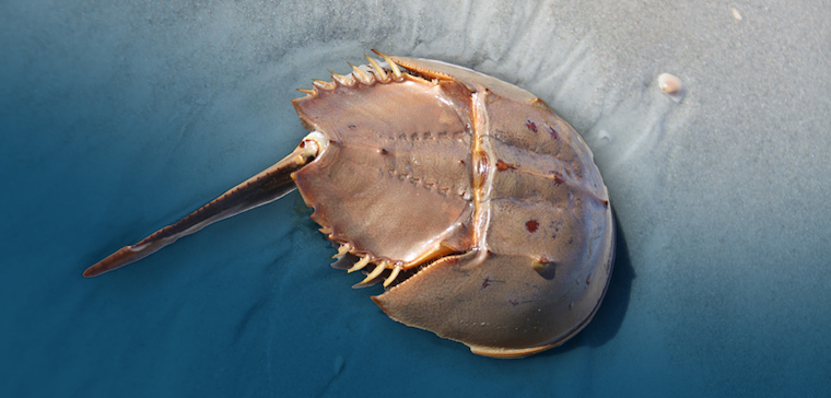 horseshoe crab