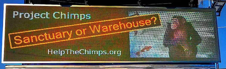 Project Chimps billboard