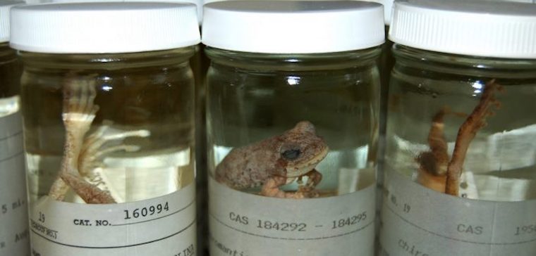 frog specimens