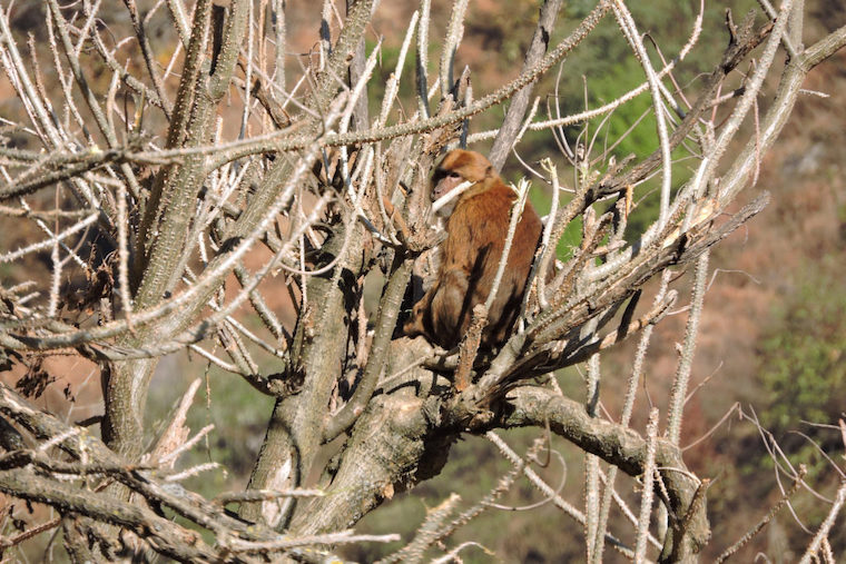 Arunachal macaque