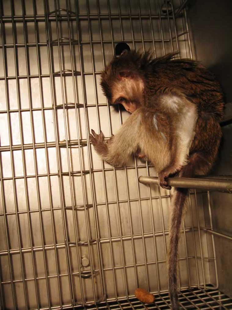 caged Monkey