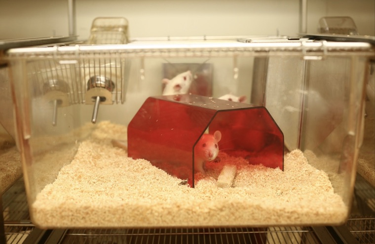 vivisected rats