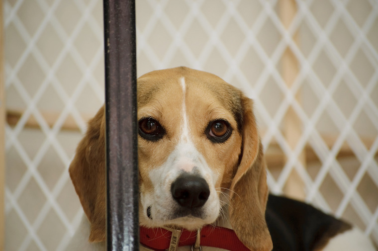 caged Beagle