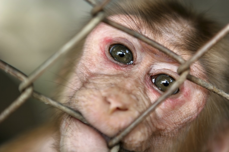 lab caged Monkey