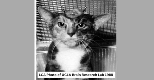 Cat brain implants