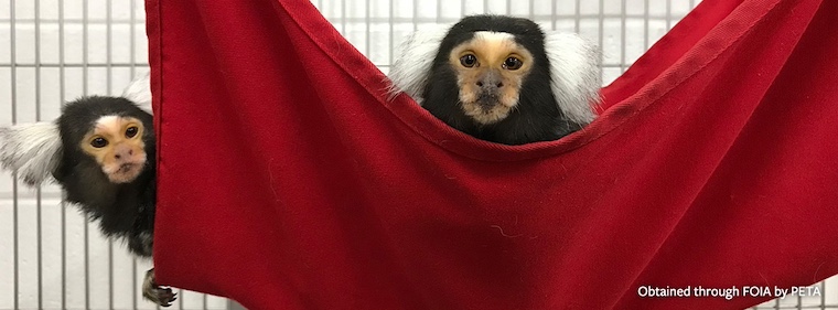 photo of marmosets from lab