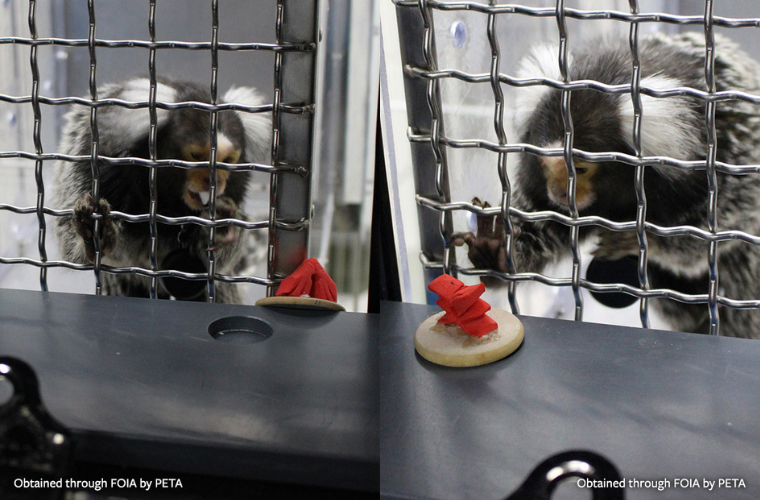 photos of marmosets from lab