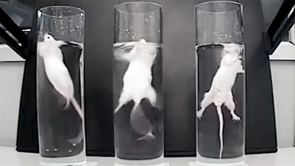 mice swim tests