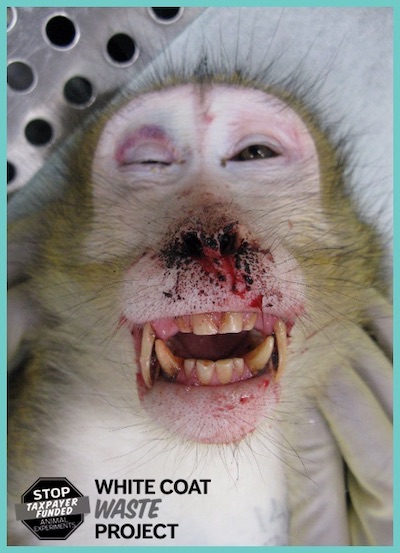 vivisected Monkey