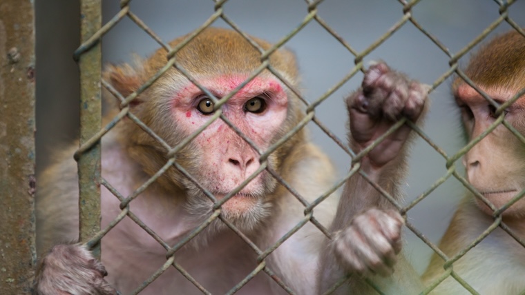 caged Monkeys