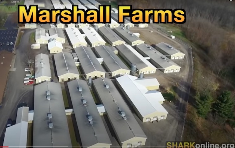 Narshall Farms