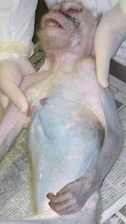 vivisected Monkey