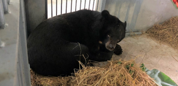rescued Bear Xuan