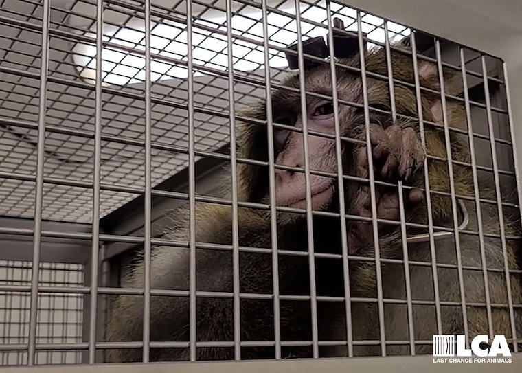 Kenny the macaque in cage