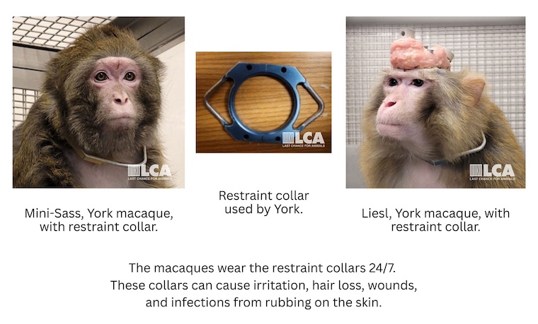 images of restraint collars