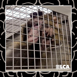 macaque in cage