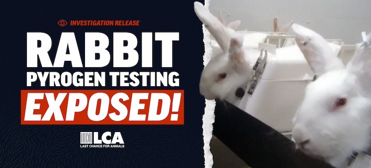 LCA image for article with rabbits undergoing testing