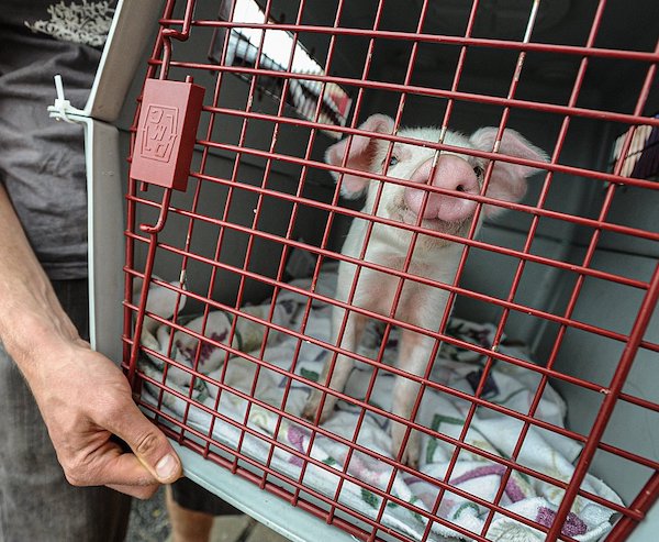 caged Piglet