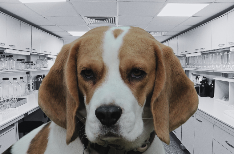 image of beagle and laboratory